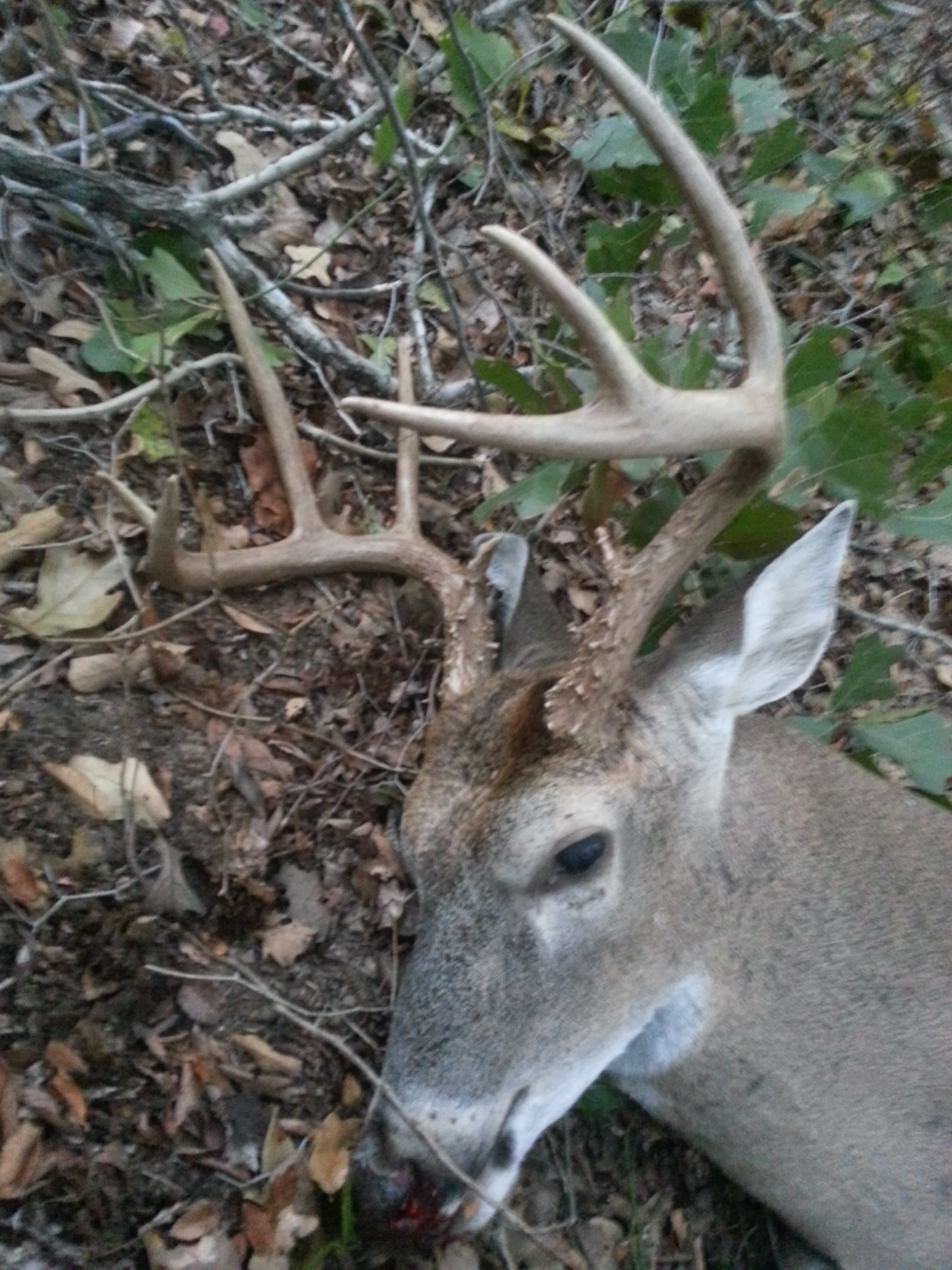 Deer Season 2013 10-point Buck